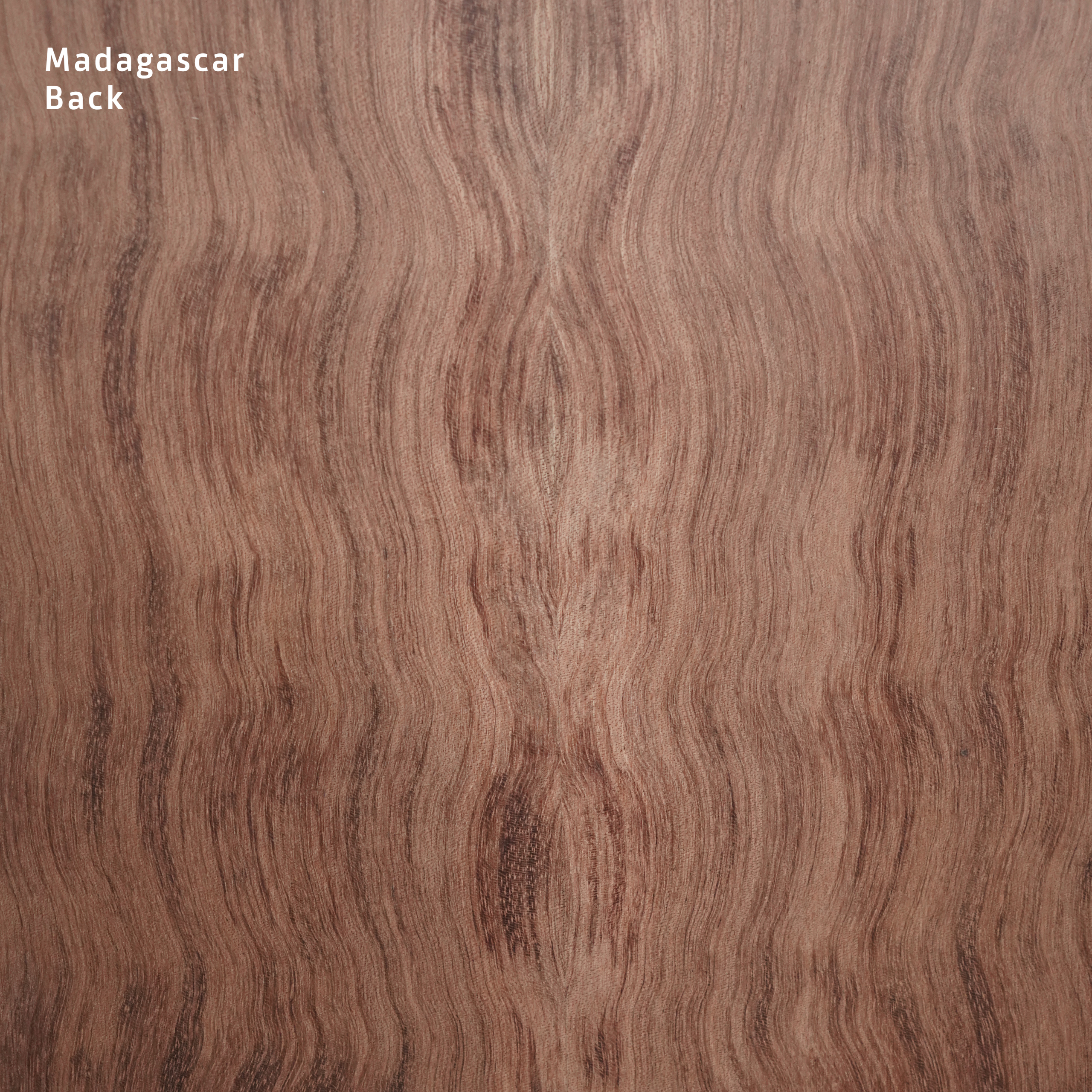 Madagascar back and sides set #002 - Image 2